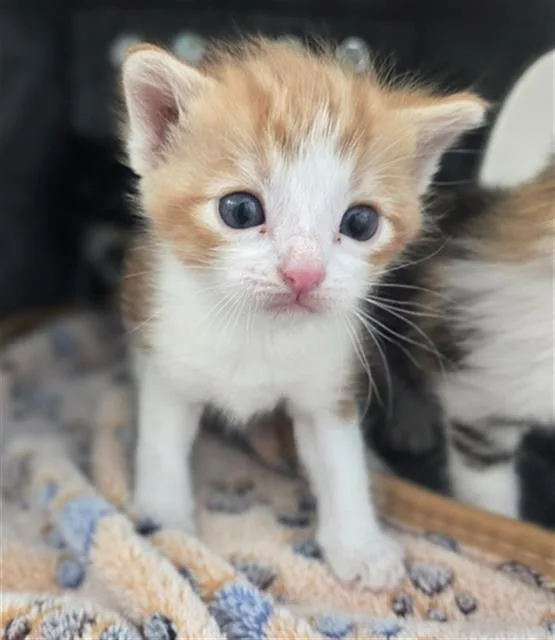 A baby medium-sized male Domestic Short Hair cat named Hoisin for adoption in Dallas, TX
