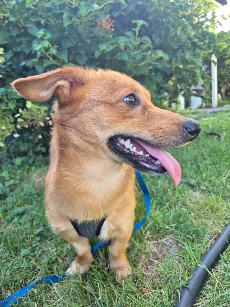 A young small-sized male Golden Corgi dog named Bruno for adoption in Olympia, WA