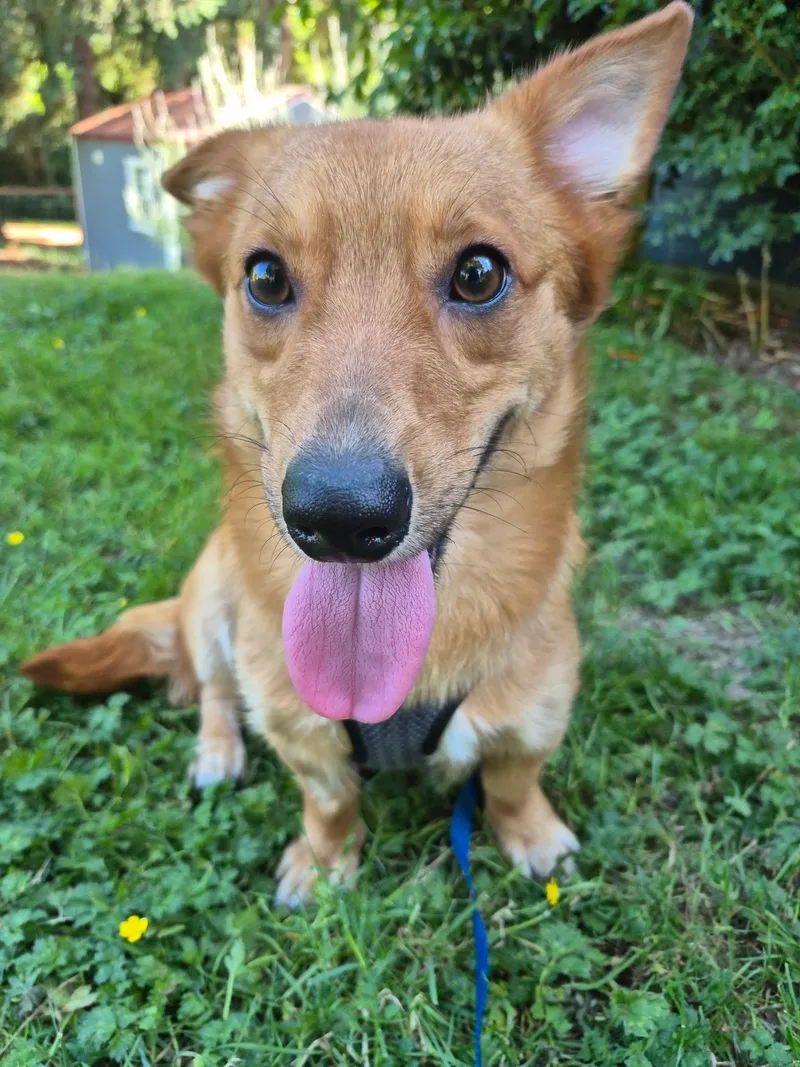Bruno thumbnail 5