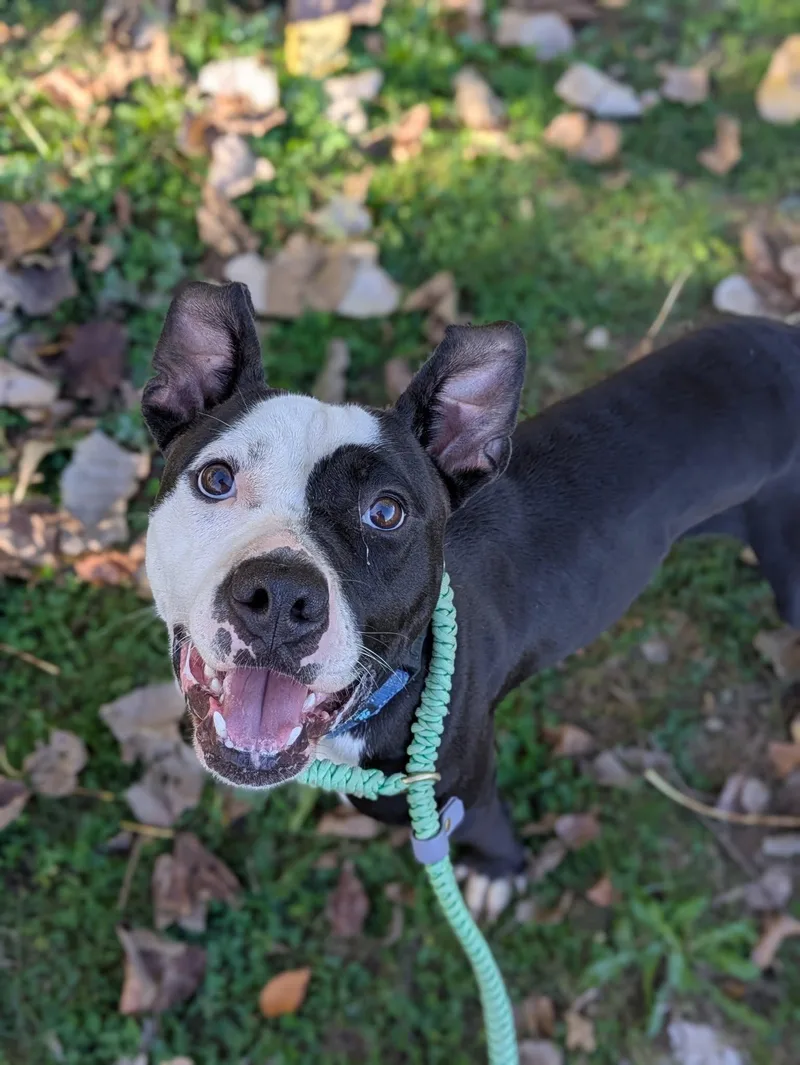 A baby medium-sized male Pit Bull Terrier dog named Oreo for adoption in Cleveland, OH