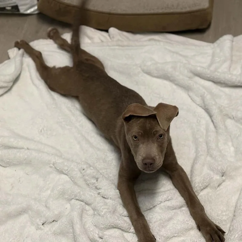 Creme Brulee thumbnail 2