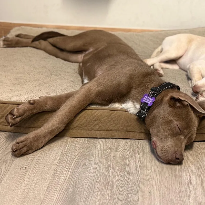 Creme Brulee thumbnail 3