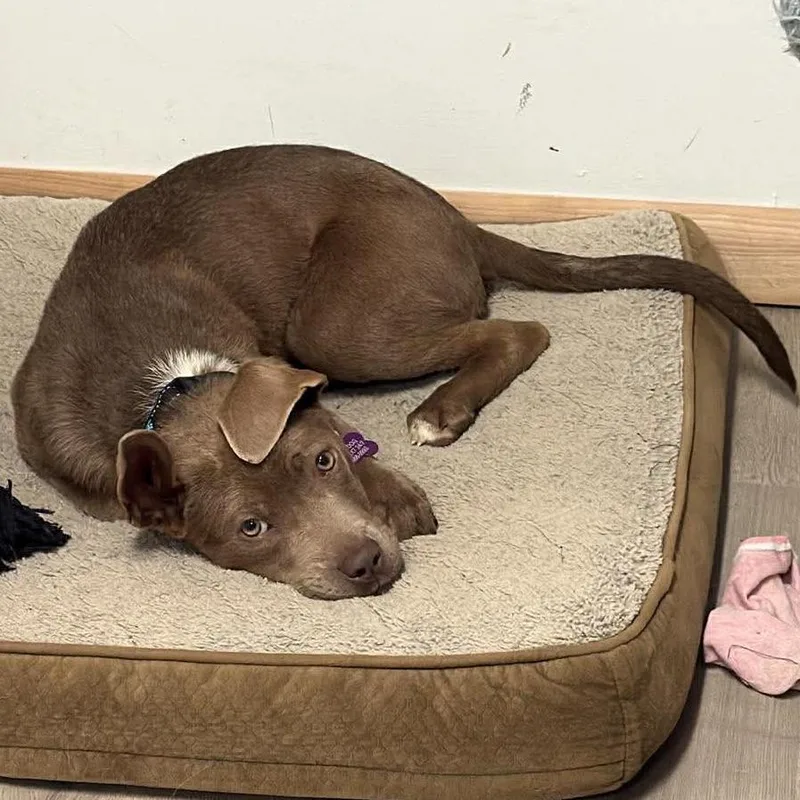 Creme Brulee thumbnail 4