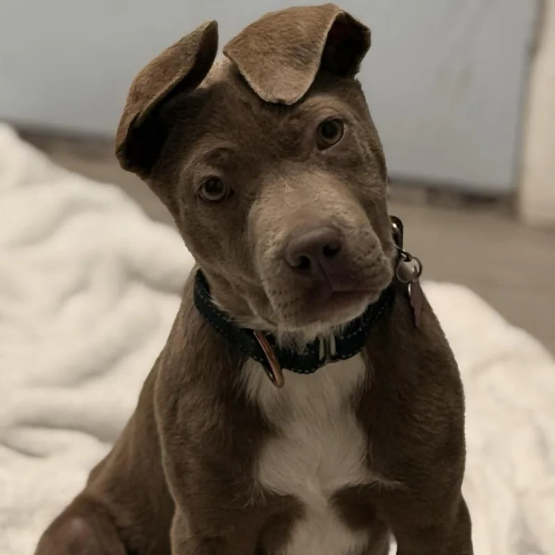 Creme Brulee thumbnail 6