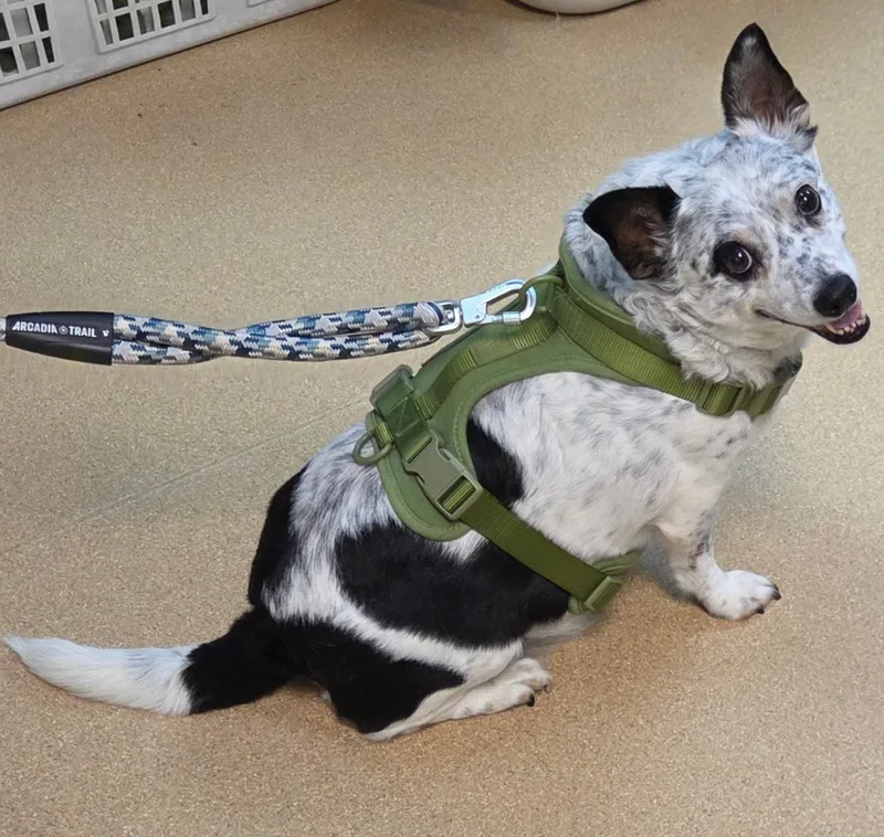 A senior medium-sized male Black Australian Cattle Dog / Blue Heeler named Mutton for adoption in Brookings, SD