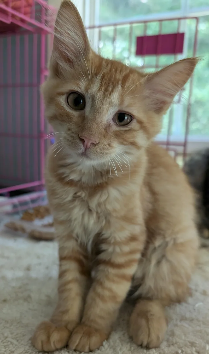 A baby medium-sized male Tabby cat named Beejay for adoption in Somerset, KY