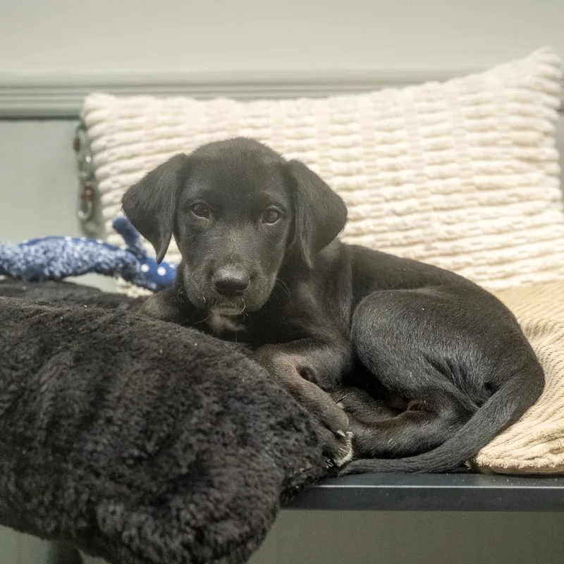 A baby medium-sized male Black Labrador Retriever dog named Zulu for adoption in Pawling, NY