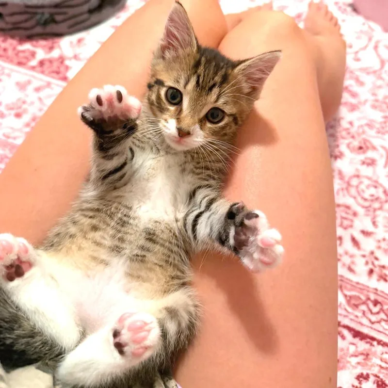 A baby small-sized male Brown / Chocolate Domestic Short Hair cat named Leonard for adoption in Georgetown, KY
