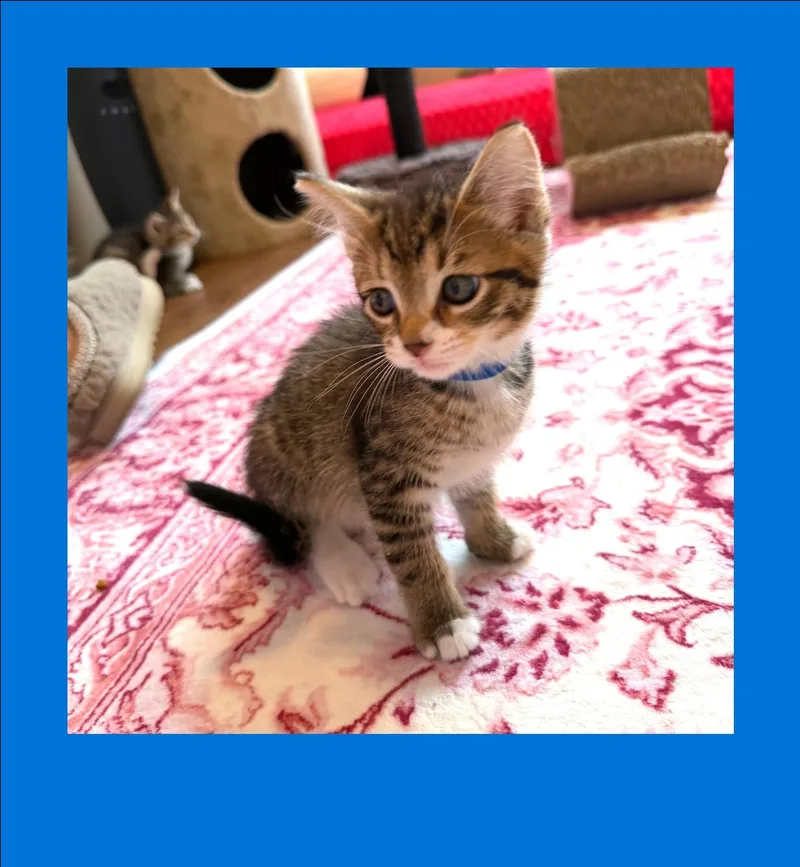 Leonard thumbnail 2