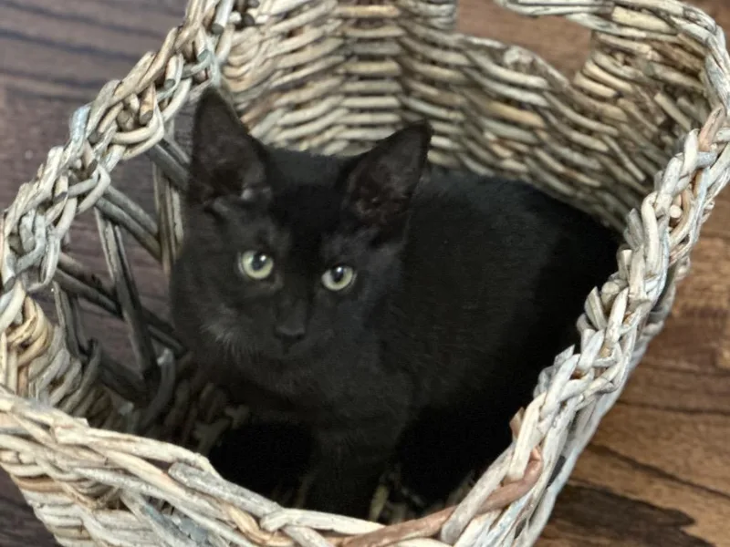 A baby medium-sized female Domestic Short Hair cat named Binx for adoption in Cumming, GA