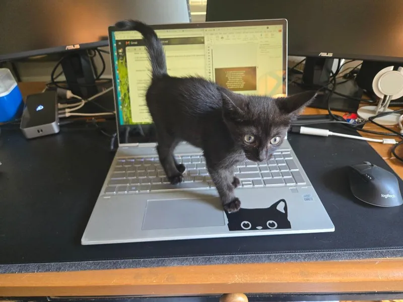 Binx thumbnail 2