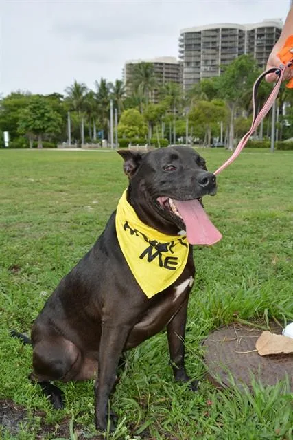 An adult large-sized male Terrier dog named Rosco for adoption in Miami, FL