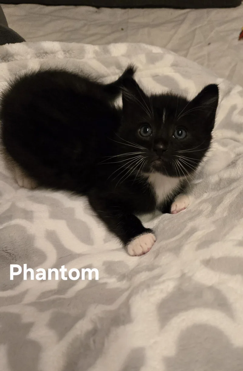 Phantom