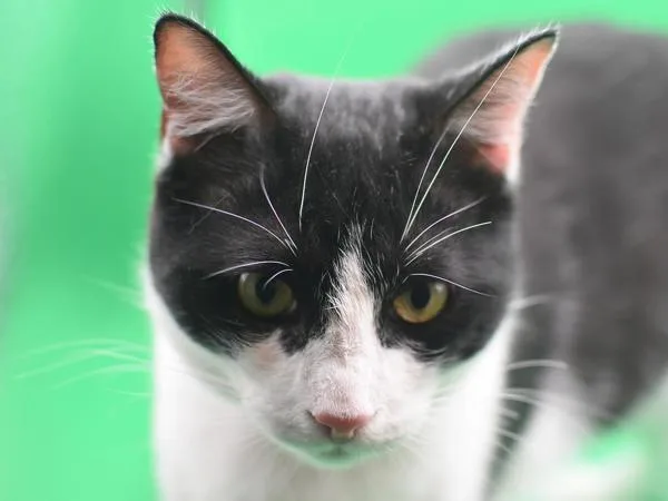 Franklin thumbnail 2