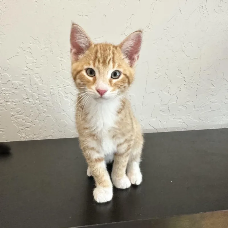 Cheeto