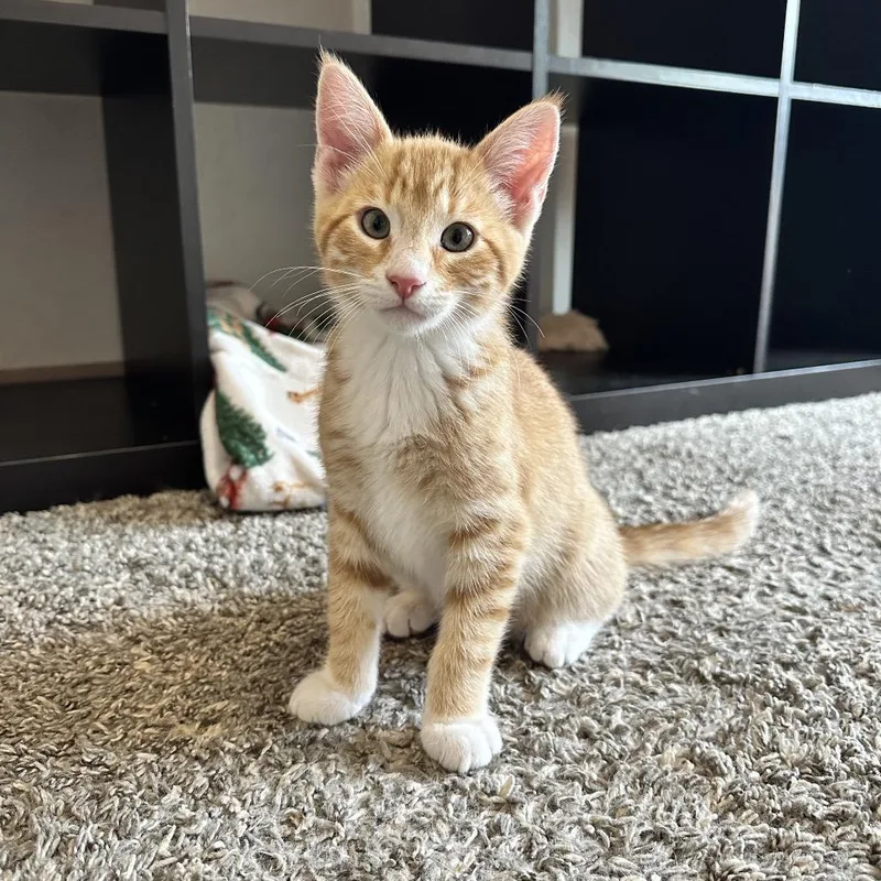 Cheeto thumbnail 2