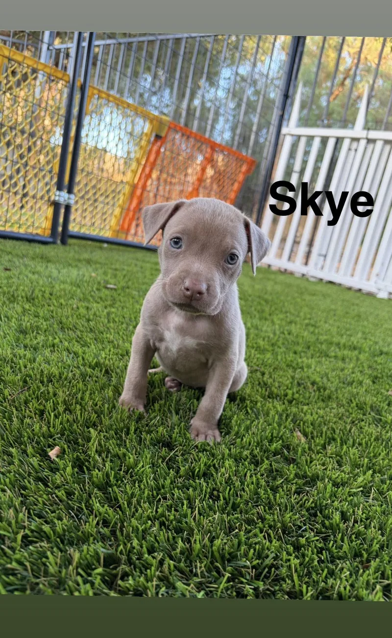 A baby medium-sized female American Staffordshire Terrier dog named Luna's Stars Skye for adoption in San Diego, CA