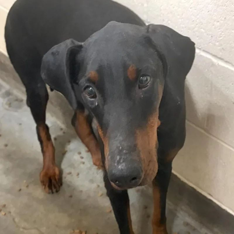 An adult large-sized female Black Doberman Pinscher dog named IEPAStray for adoption in Upland, CA