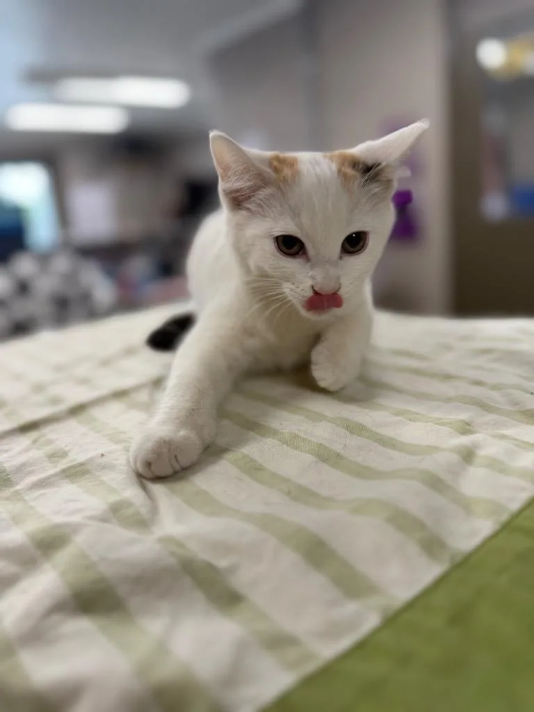 A baby small-sized female Domestic Short Hair cat named Marie for adoption in Hopkinsville, KY
