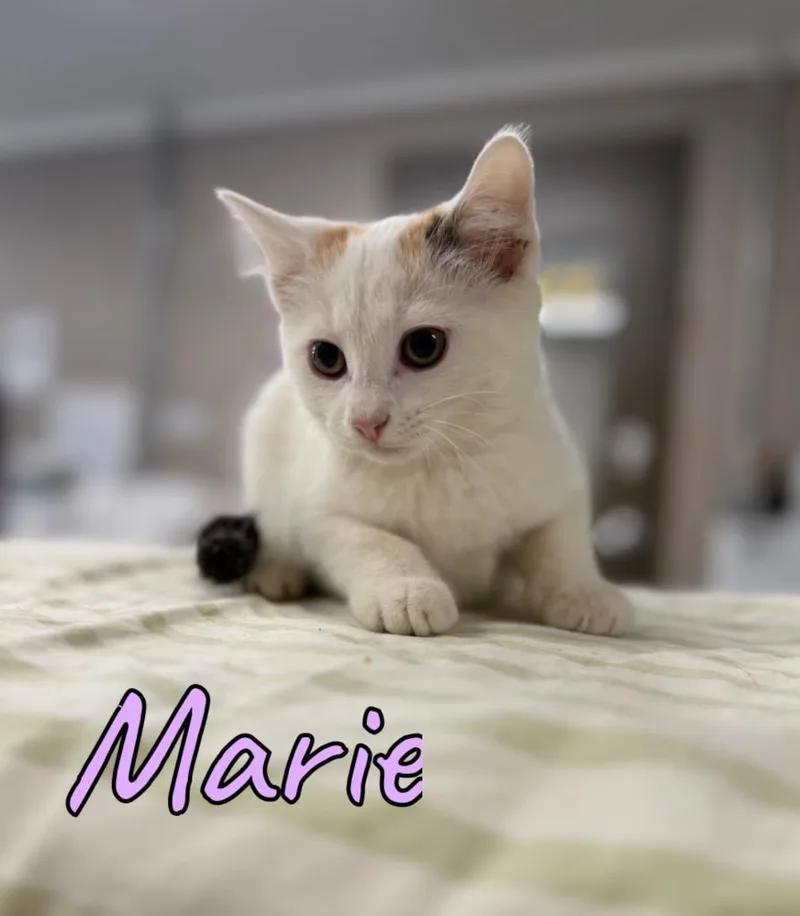 Marie thumbnail 2