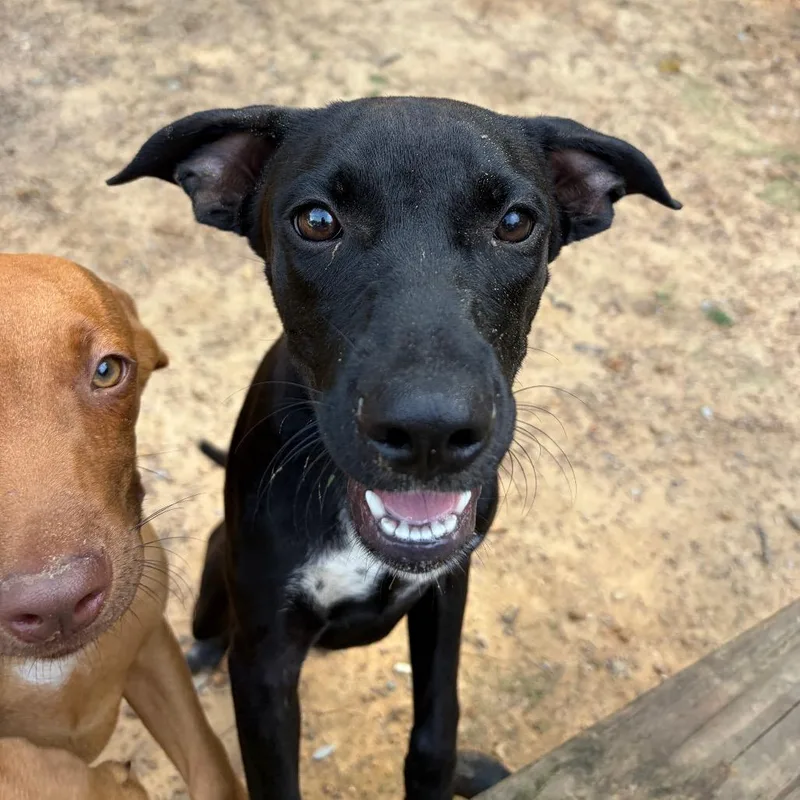 A young medium-sized female Black Mixed Breed dog named Chess Piece for adoption in Wheeling, IL