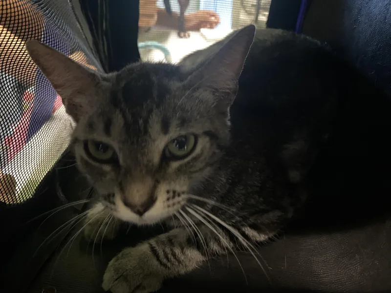 Mimi