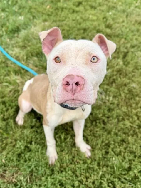 A young medium-sized male Terrier dog named Pooh for adoption in Olivette, MO