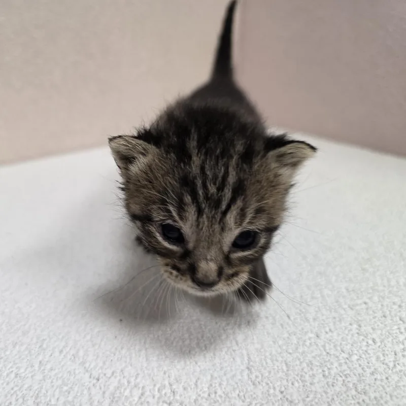 A baby small-sized male Brown / Chocolate Domestic Short Hair cat named Maverick for adoption in Jupiter, FL