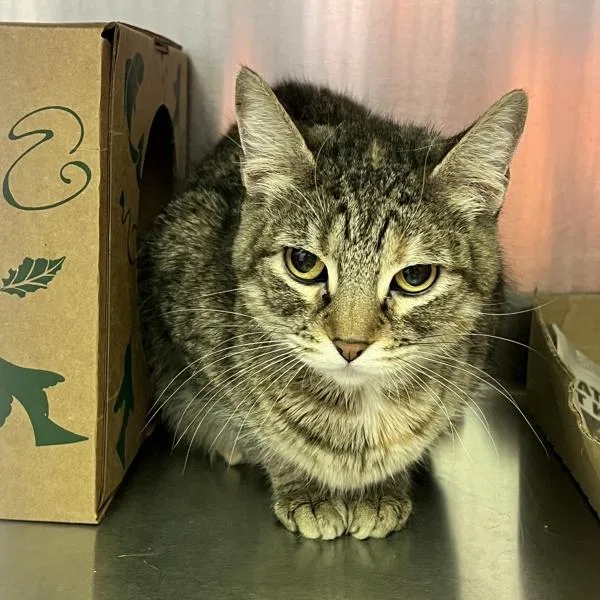 An adult medium-sized male Domestic Short Hair cat named Marley for adoption in Sioux City, IA