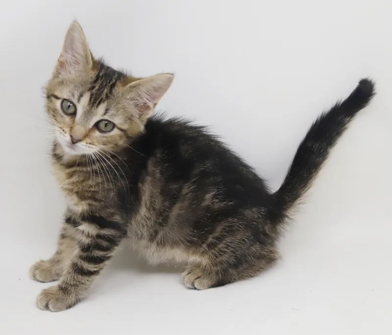 A baby small-sized female Tabby cat named Nala is our princess for adoption in Bedford Hills, NY