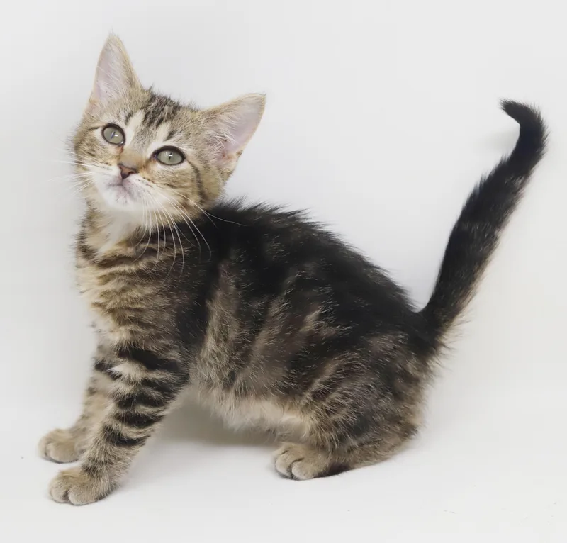 Nala is our princess thumbnail 4