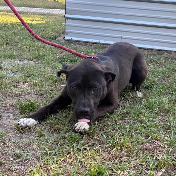 A baby medium-sized female Staffordshire Bull Terrier dog named Hershey Absolute Doll for adoption in Charlottesville, VA