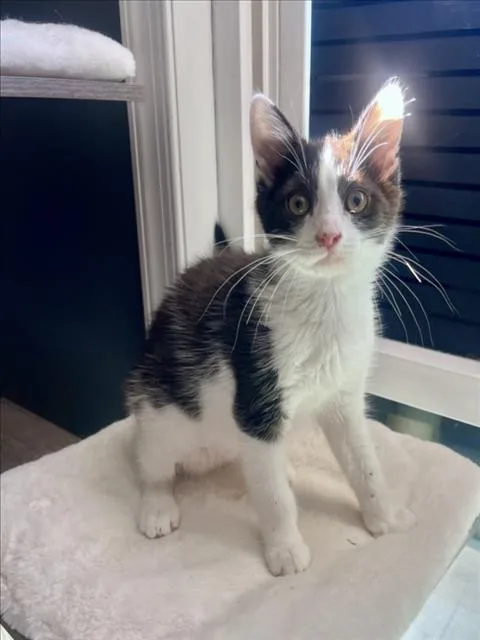 A baby small-sized male Domestic Short Hair cat named Bee for adoption in Hagerstown, MD