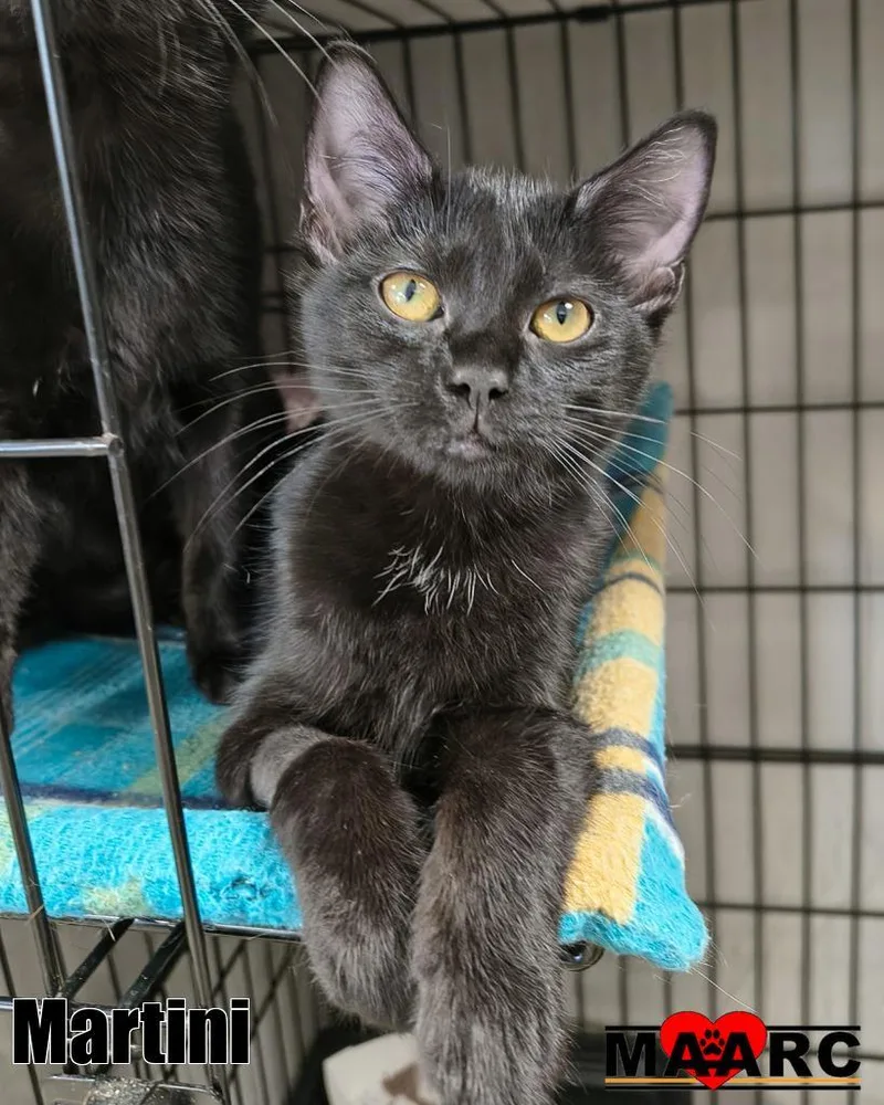 A baby medium-sized female Domestic Short Hair cat named Martini for adoption in Maryville, TN