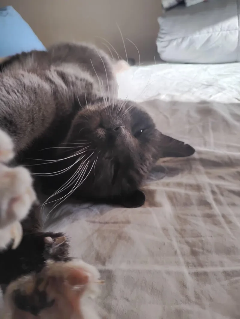 A senior medium-sized male Tuxedo cat named The Great and AMAZING for adoption in Jersey City , NJ
