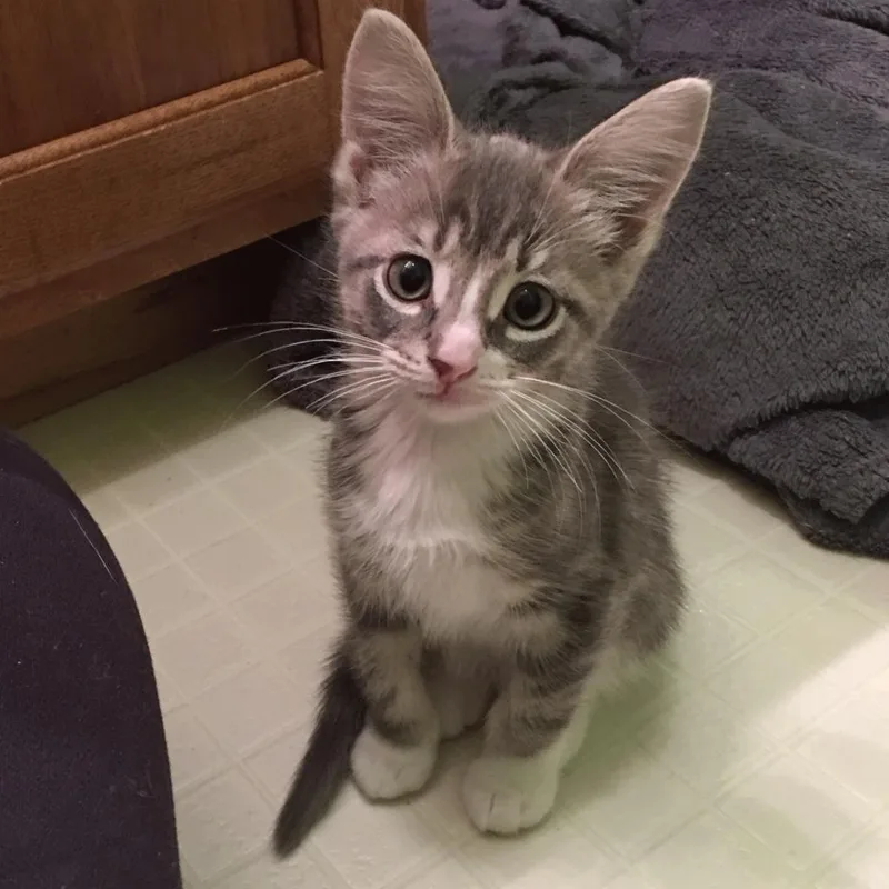 An adult medium-sized male Gray / Blue / Silver Domestic Short Hair cat named Luke for adoption in Springfield, IL