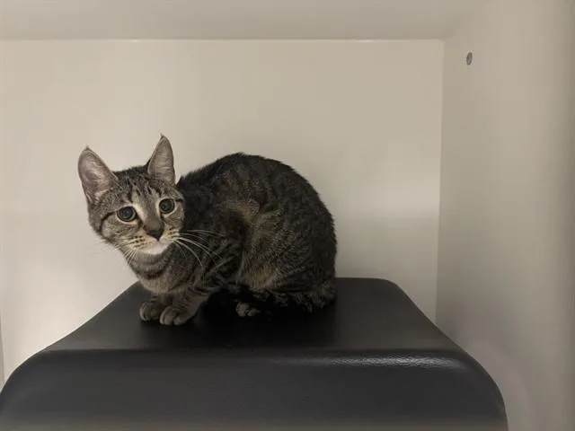A young small-sized female Domestic Short Hair cat named Zaida for adoption in Ontario, CA