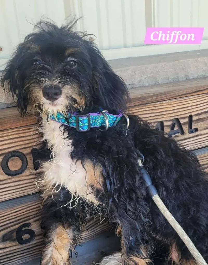 Chiffon thumbnail 3