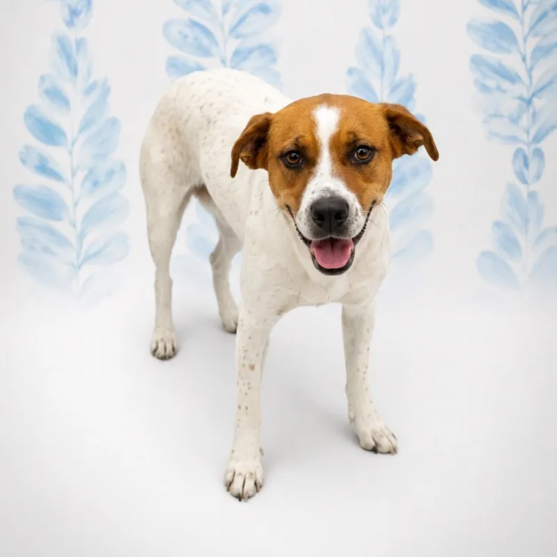 A young medium-sized female White / Cream Hound dog named Juniper for adoption in Morganton, NC