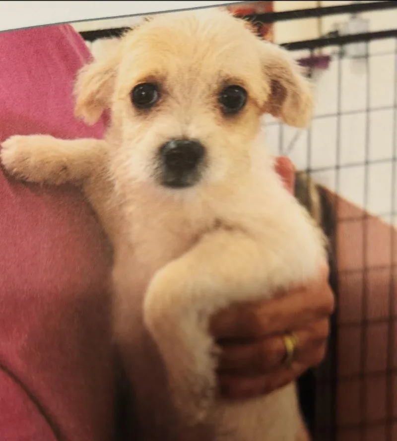 A baby small-sized male Cairn Terrier dog named Kaden for adoption in Thompson Falls, MT