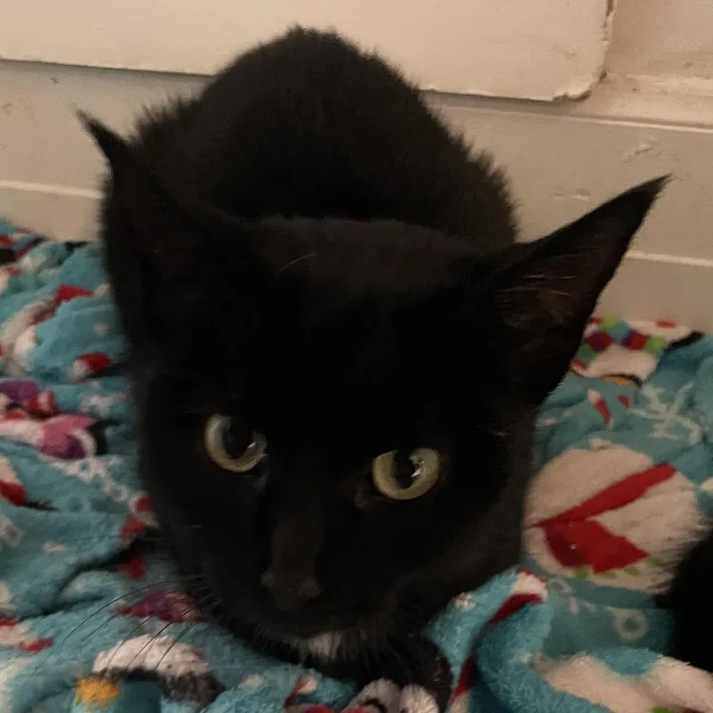 Mama Charlie thumbnail 3