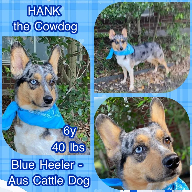 Hank The Cowdog thumbnail 2