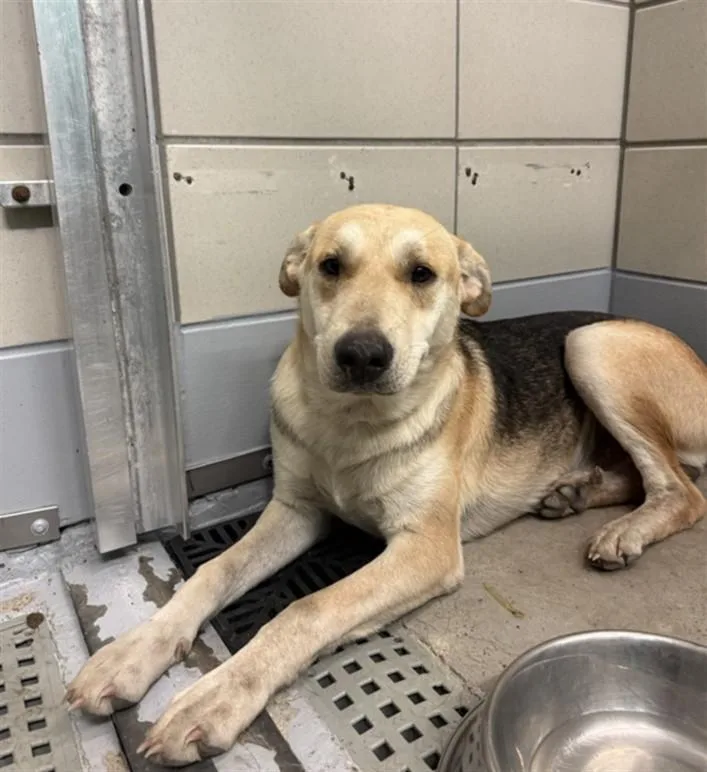 A young large-sized male German Shepherd Dog dog named A for adoption in Houston, TX