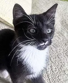 A baby medium-sized female Black & White / Tuxedo Tuxedo cat named Francie for adoption in Tiburon, CA