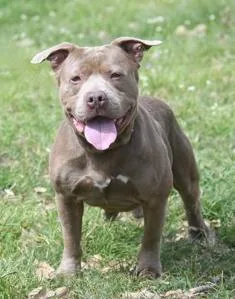 An adult large-sized male Pit Bull Terrier dog named Dobby for adoption in Kansas City, MO