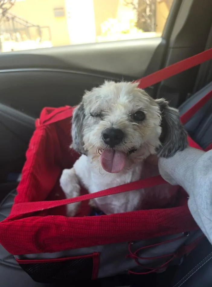 An adult small-sized male Yellow / Tan / Blond / Fawn Lhasa Apso dog named Barry for adoption in Los Angeles, CA