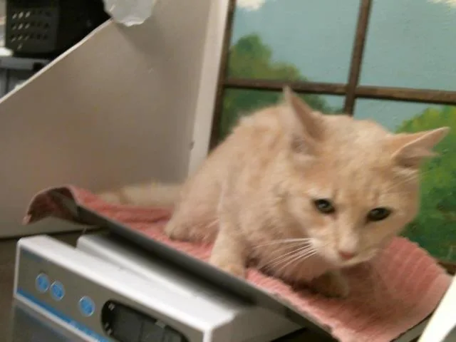 An adult medium-sized male Domestic Short Hair cat named Blitz for adoption in Houston, TX