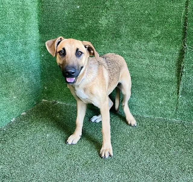 A young medium-sized female German Shepherd Dog dog named Adriana for adoption in Lancaster, CA