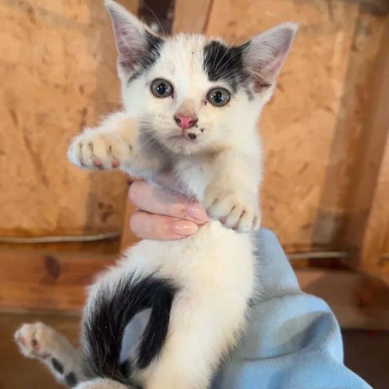 A baby small-sized male White Domestic Short Hair cat named Rocket for adoption in Rochester, MN