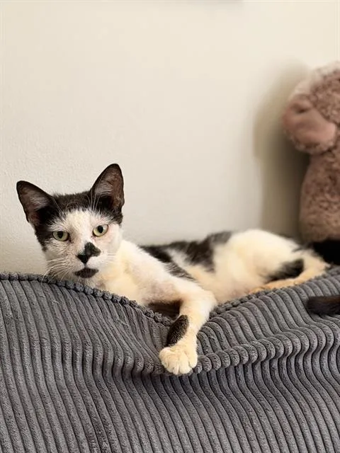A young small-sized male Domestic Short Hair cat named Mark for adoption in Haw River, NC